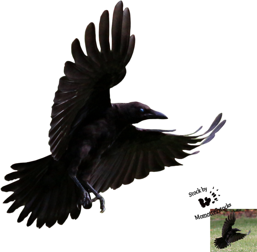 Banner Transparent Library Crow Png Transparent Images - Crow Flying Transparent Background (914x875), Png Download