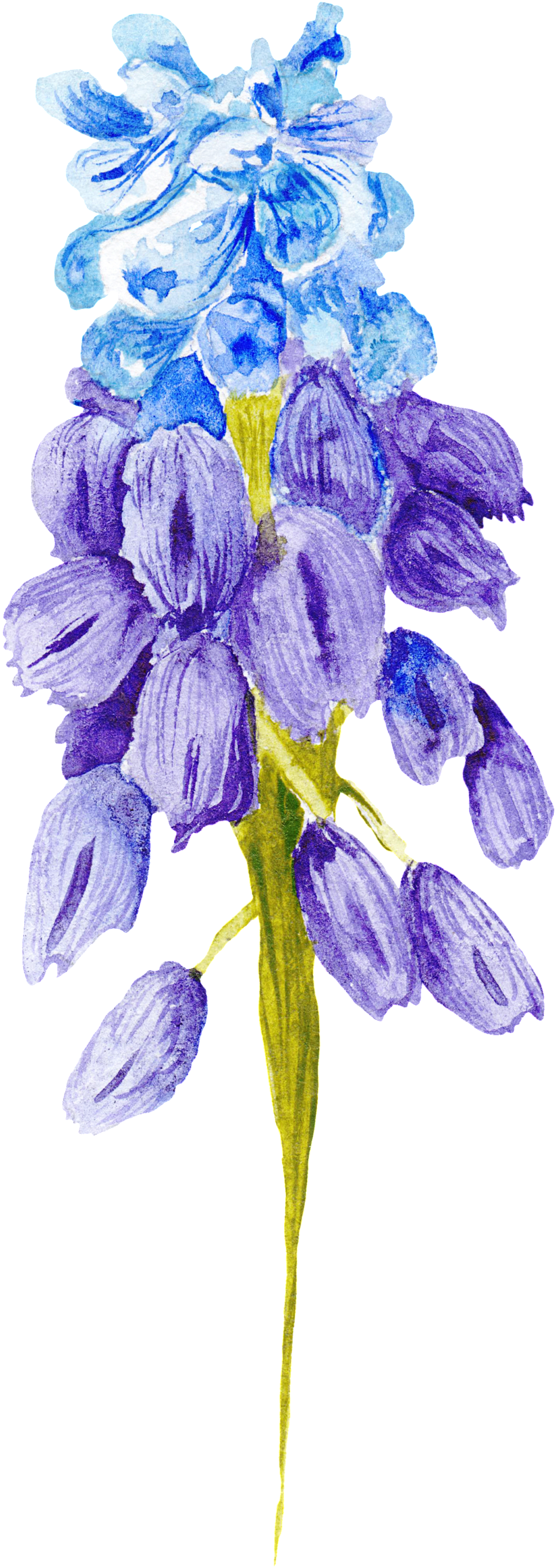 27n58picdmr 1024 X Oss Process=image/quality,q 80/watermark - Scilla (1024x2740), Png Download