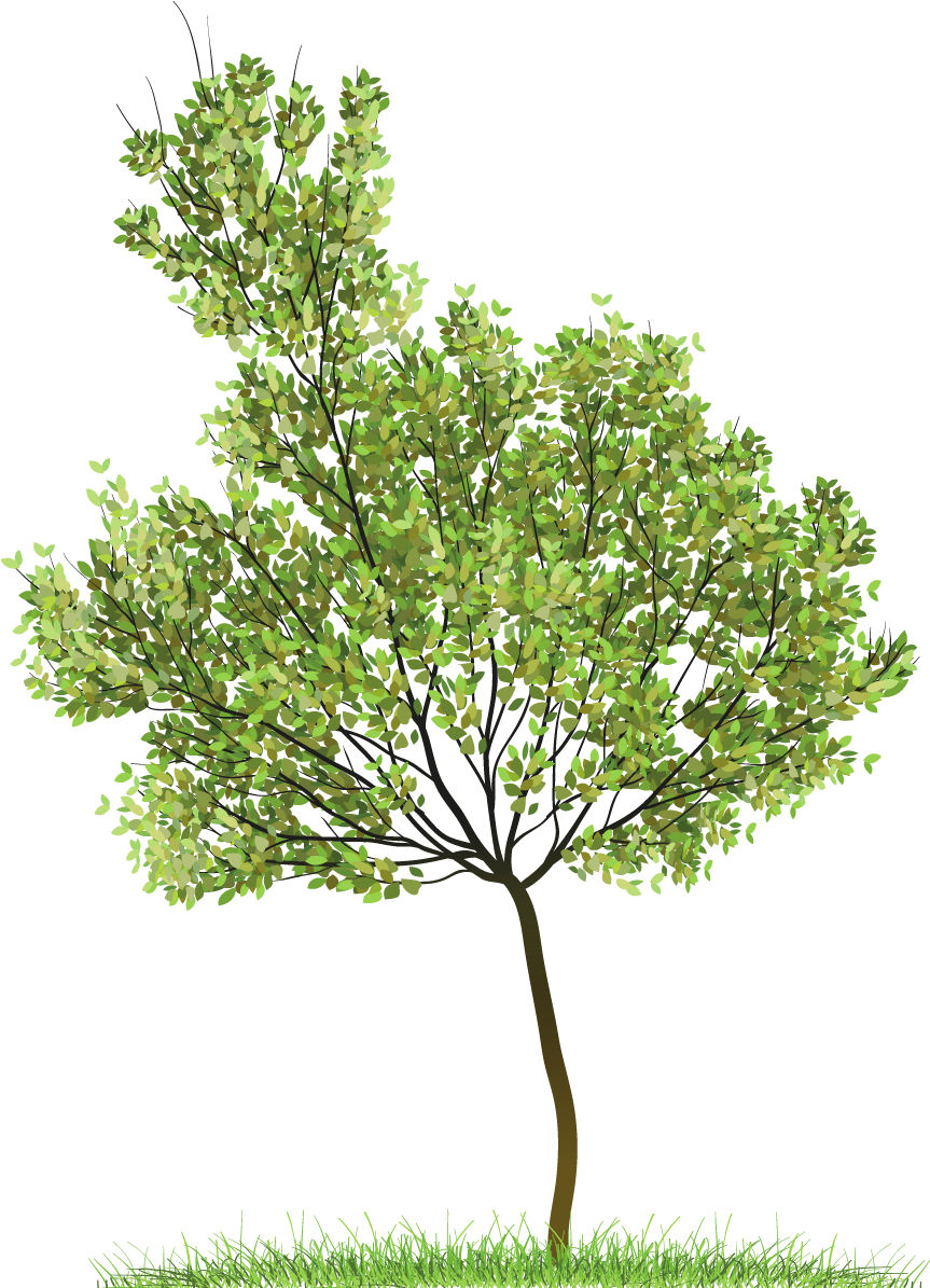 Transparent Green Tree Png Clipart - Tree Png (938x1227), Png Download