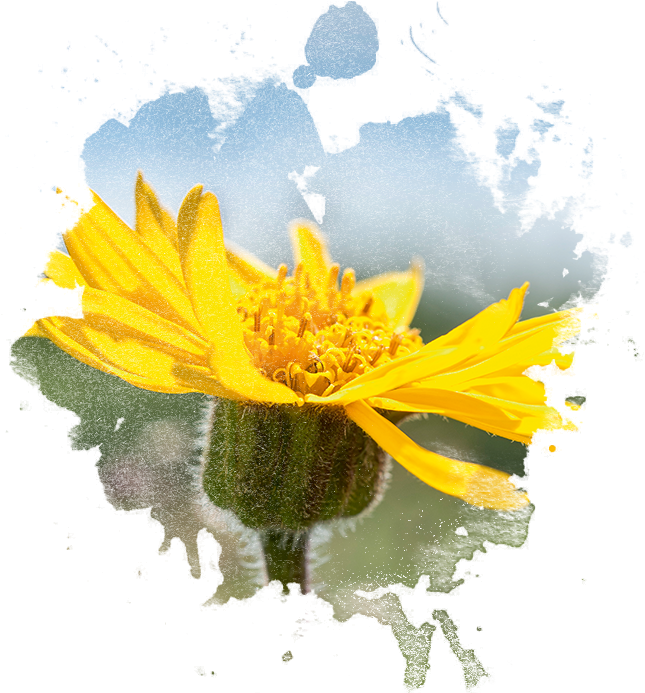 Arnica Flower In Watercolor - Watercolor Painting (740x692), Png Download