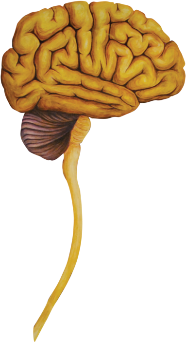 06 Heads Lateral Brain-01 (1000x803), Png Download