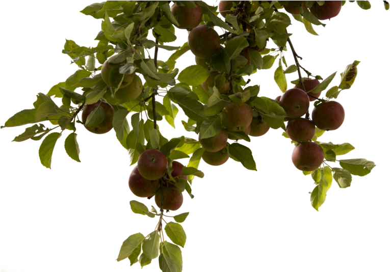 Tree Branch Png Photos - Apple Tree Branch Png (800x533), Png Download