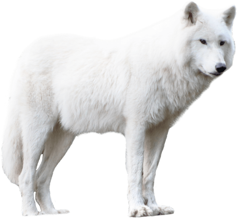 Free Png Wolf Png Images Transparent - White Wolf Png Hd (850x778), Png Download