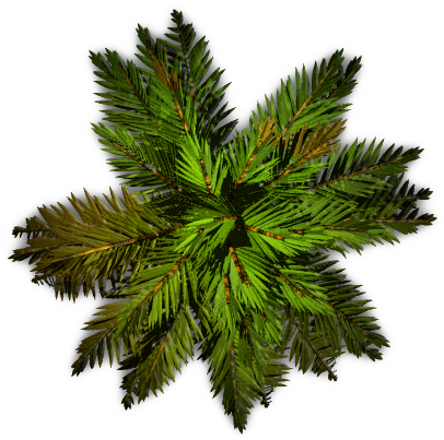 Tree Plan View Png Images - Palm Tree Top View Png (450x450), Png Download