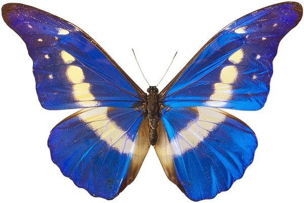 Butterfly Png Picture - Butterfly Wings (600x401), Png Download