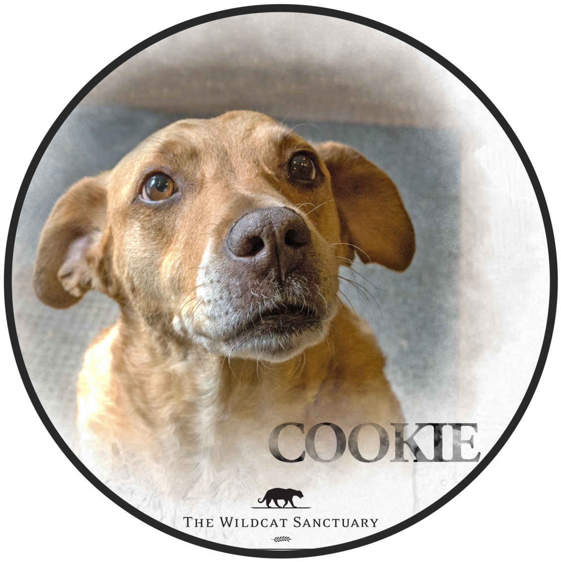 Lemon Clip Art (1200x1200), Png Download