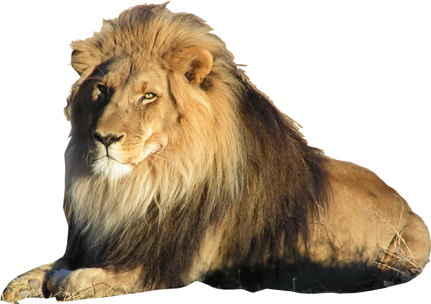 Download Best Free Lion Png Picture - Lion With Transparent Background PNG  Image with No Background 
