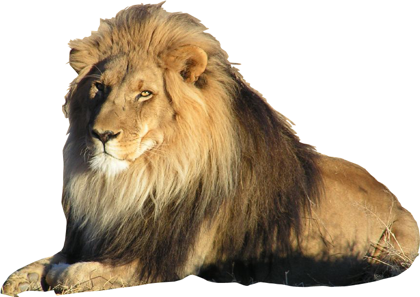 Best Free Lion Png Picture - Lion With Transparent Background (904x684), Png Download