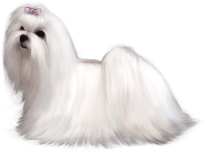 Maltese Png (794x598), Png Download