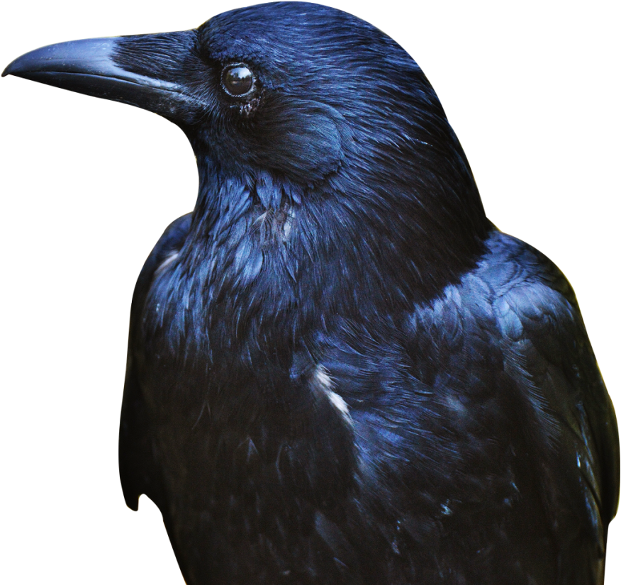 Crow Png Transparent Image - Portable Network Graphics (500x442), Png Download