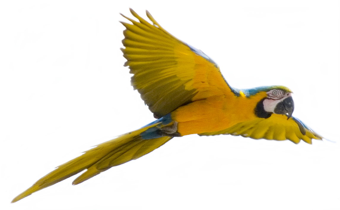 Browse And Download Parrot Png Pictures - Bird Flying Transparent Background (1146x708), Png Download