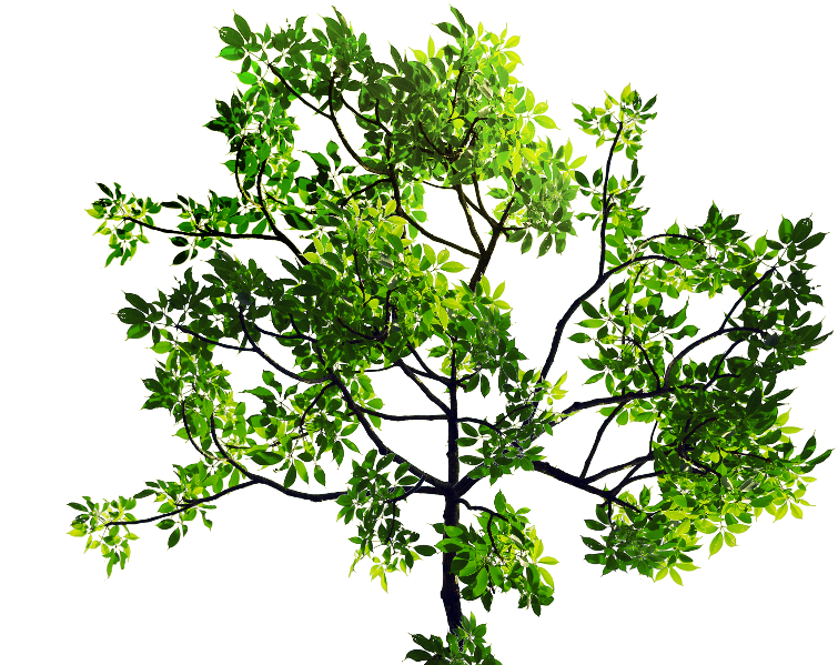 Green Leaves Tree Branch Png Stock Image - Tree Leaves Png (800x600), Png Download