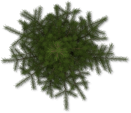 Pine (453x400), Png Download