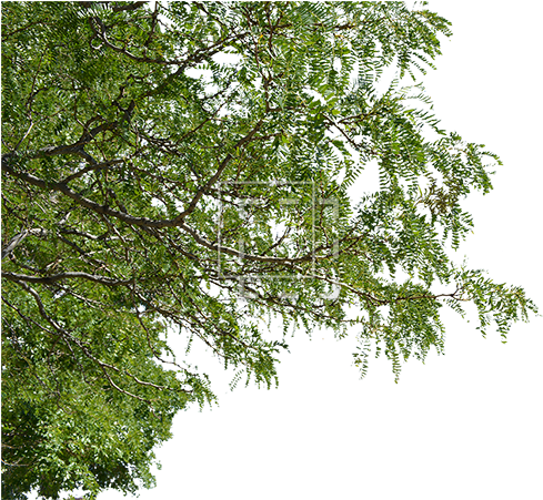 Tree Branches Png Jpg Royalty Free Download - Foreground Tree Cutout