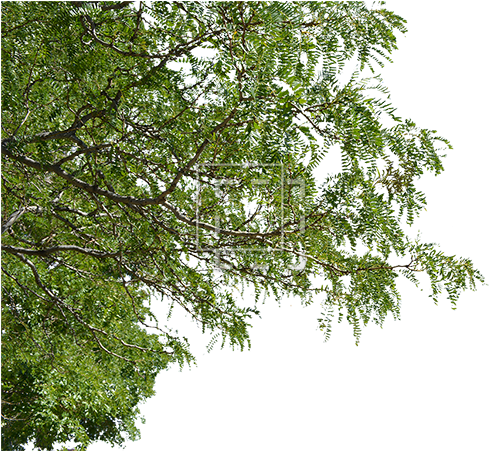 Tree Branches Png Jpg Royalty Free Download - Foreground Tree Cutout (500x450), Png Download