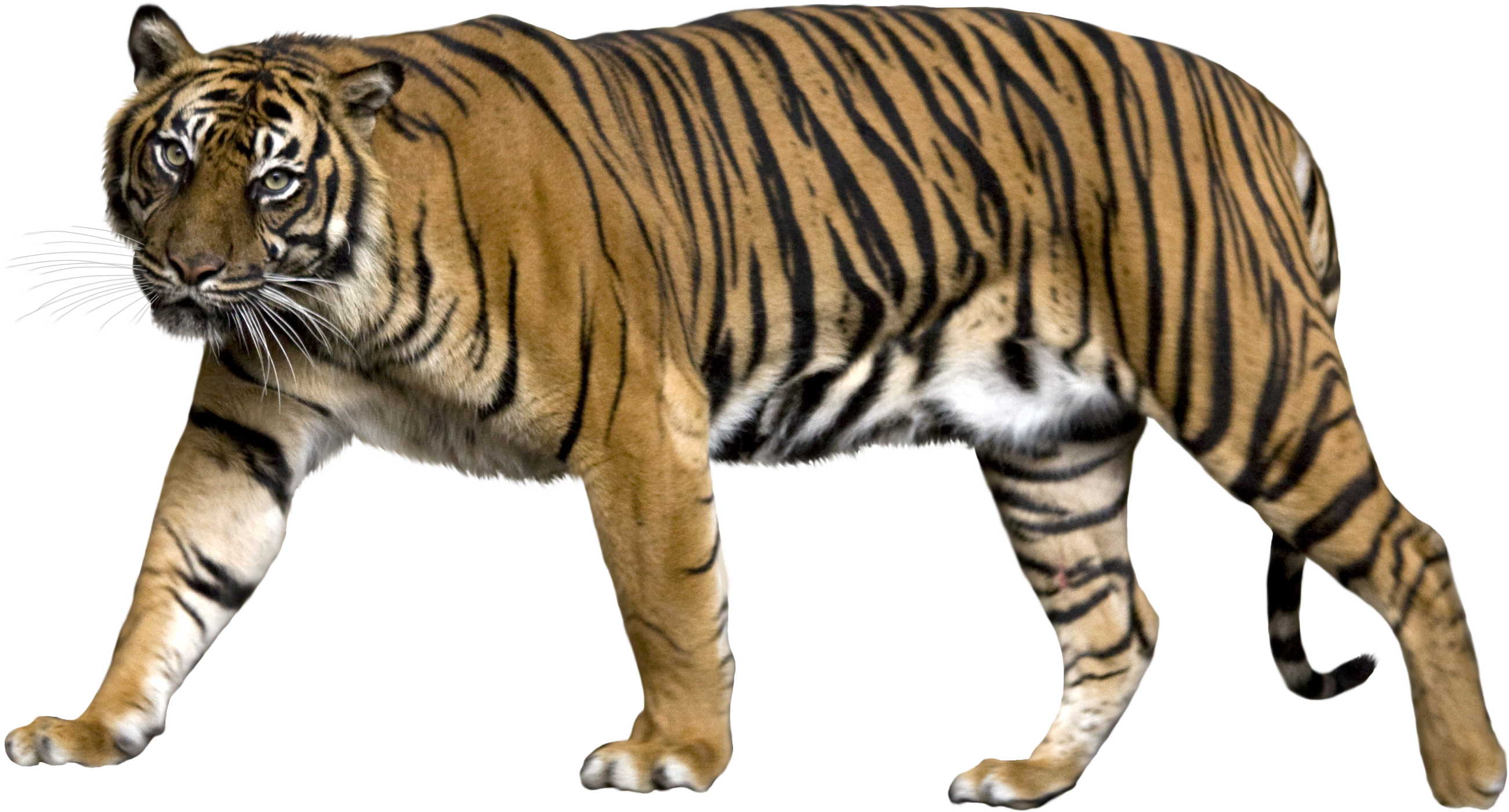 Tiger Png - Gucci Dive 'tiger' Strap Watch Ya136317 (3118x1512), Png Download