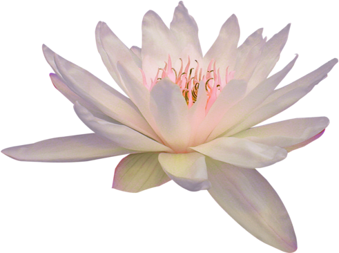 Transparent Flowers Lotus - Lotus Flower Png (500x365), Png Download