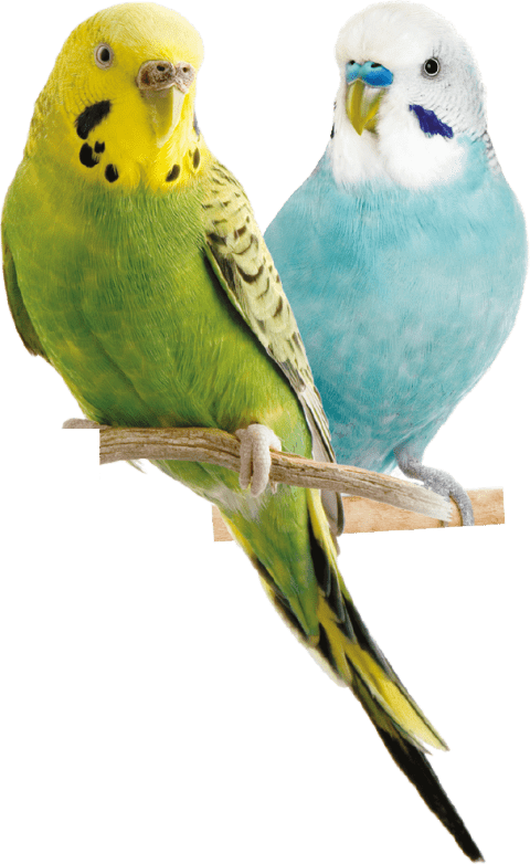 Free Png Parrot Png Images Transparent - Parrot Png (480x782), Png Download