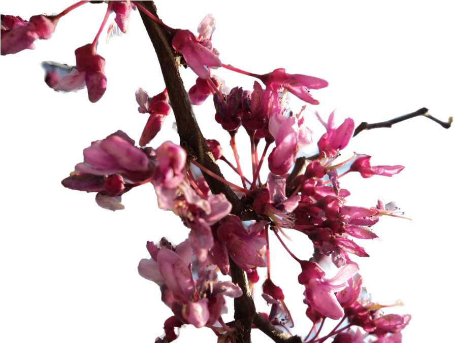 Download And Use Cherry Blossom Png Clipart - Cherry Blossom Branch Png (900x675), Png Download