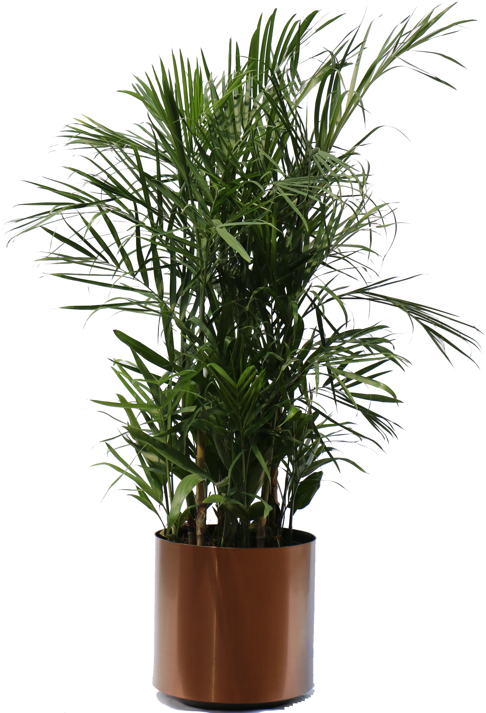 Inside Look - - Transparent Indoor Tree Png (1636x2448), Png Download