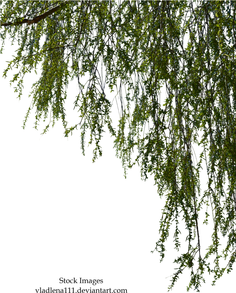 Transparent Images Pluspng Willow Image Free Library - Willow Tree Branch Png (800x1048), Png Download