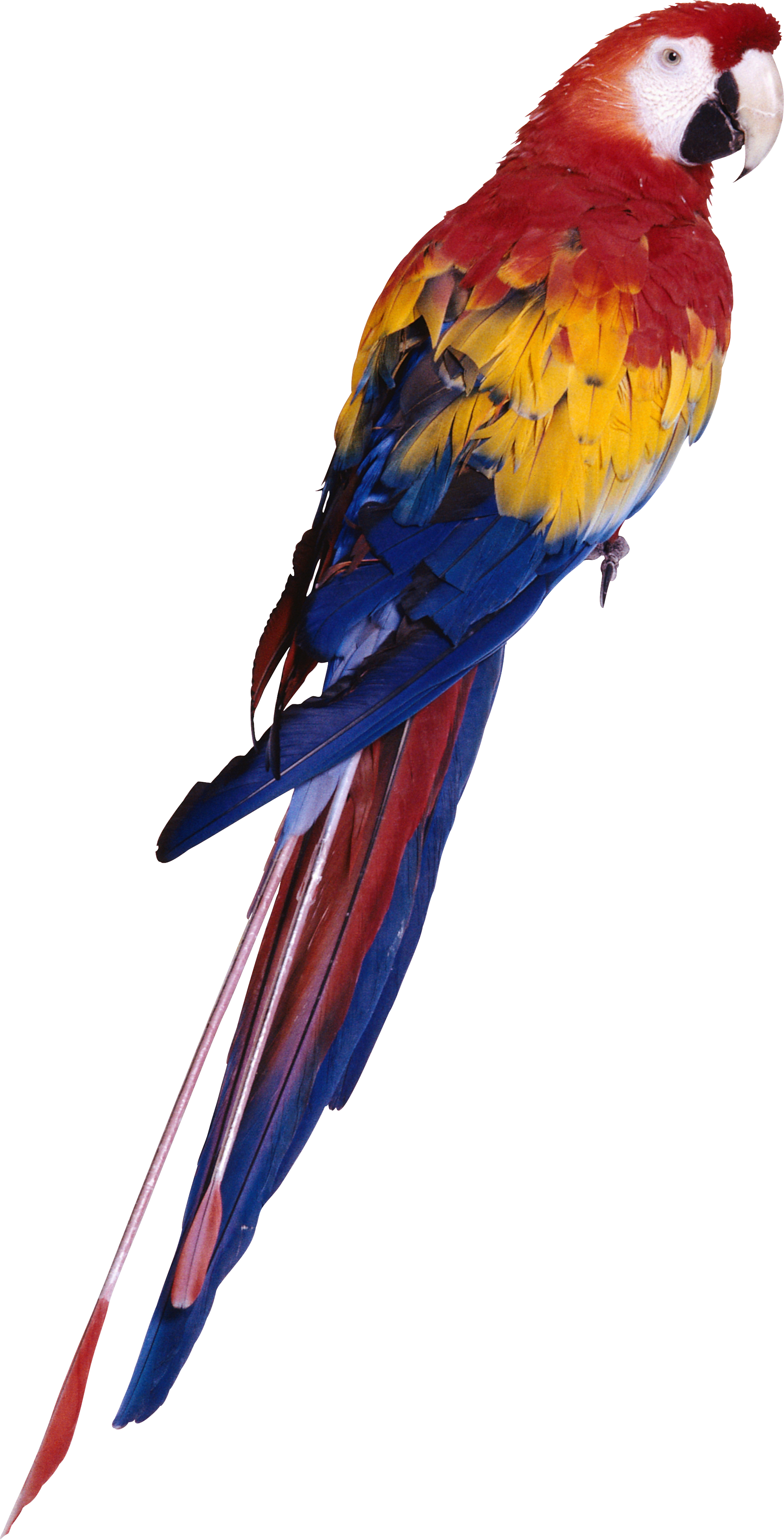 Black And White Parrot Png Animal Pinterest - Parrot Png (1948x3826), Png Download