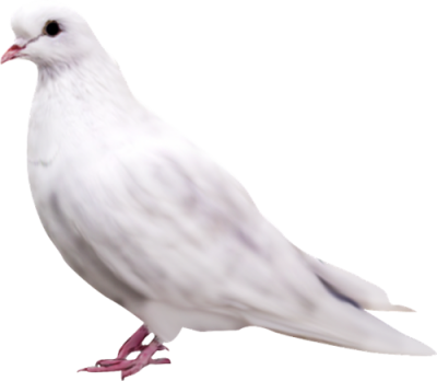 Isolated Photos Of Dove - Pigeon Png (400x348), Png Download