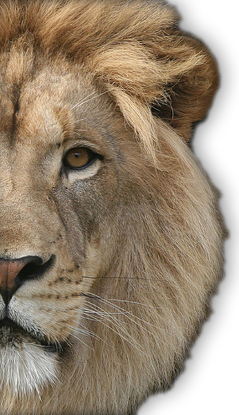 Browse And Download - Lion Face Png Hd (346x600), Png Download