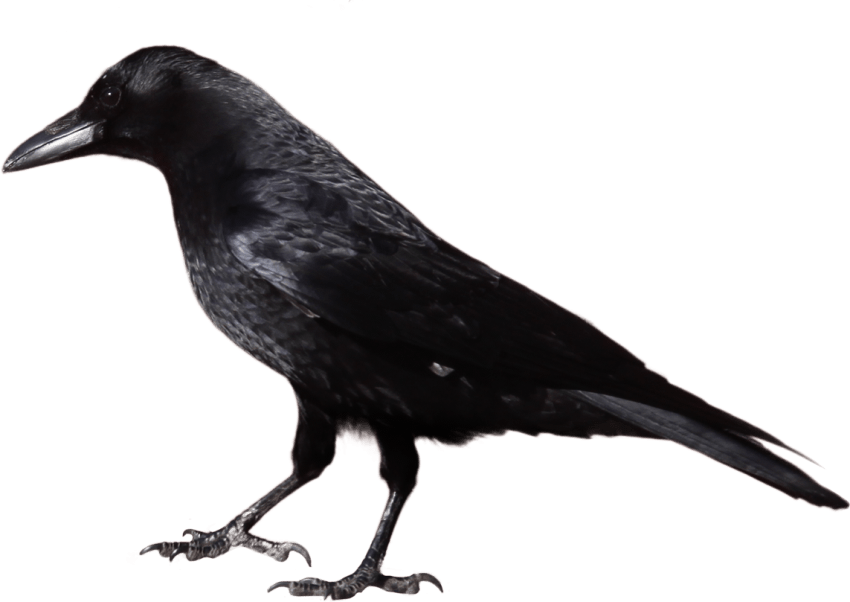 Free Png Crow Png Images Transparent - Black And White Image Of Crow (850x602), Png Download
