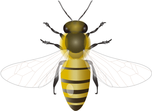 201109 Honey Bee - Honey Bee Png (492x387), Png Download