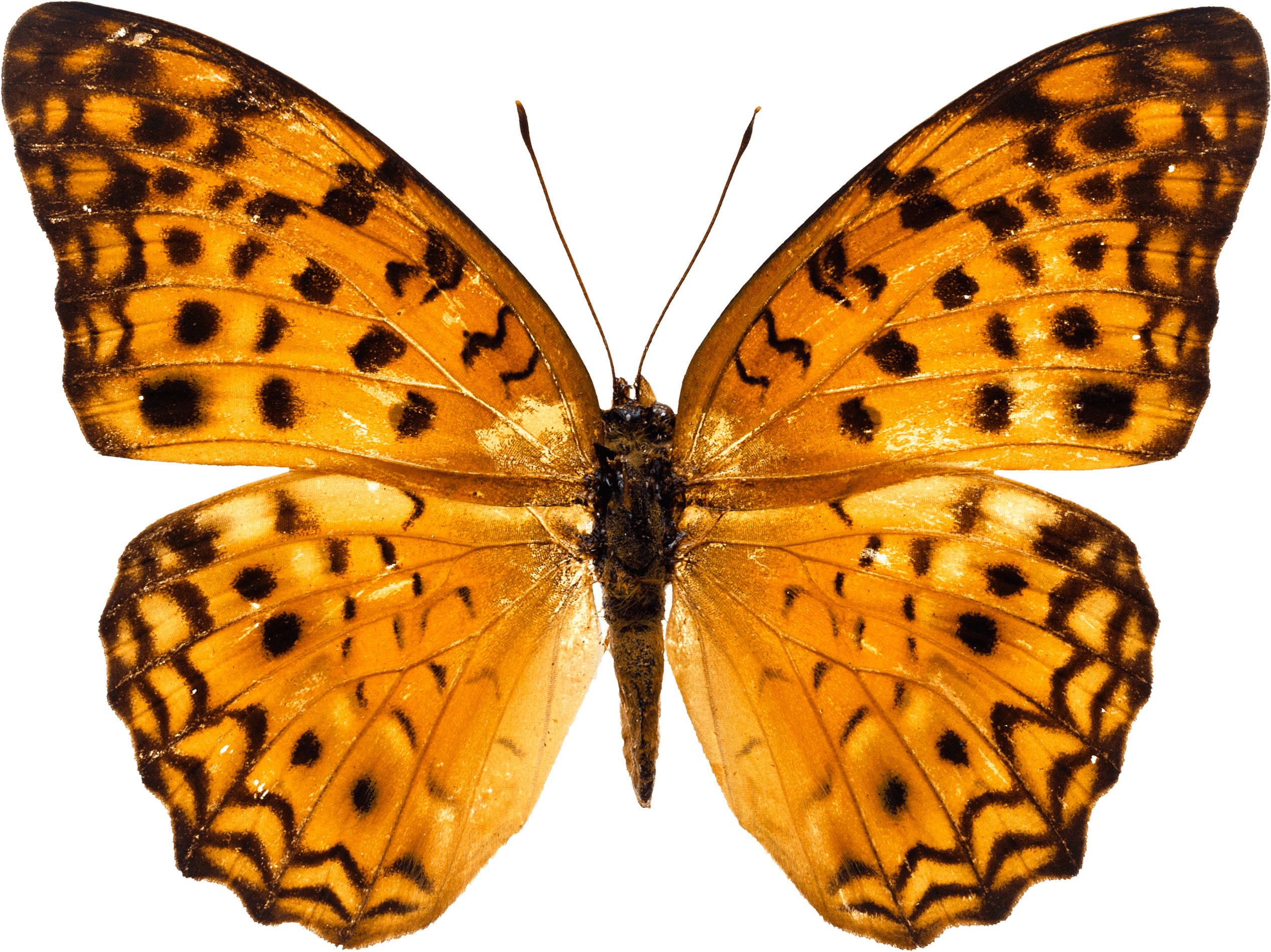Butterfly Png (1267x949), Png Download