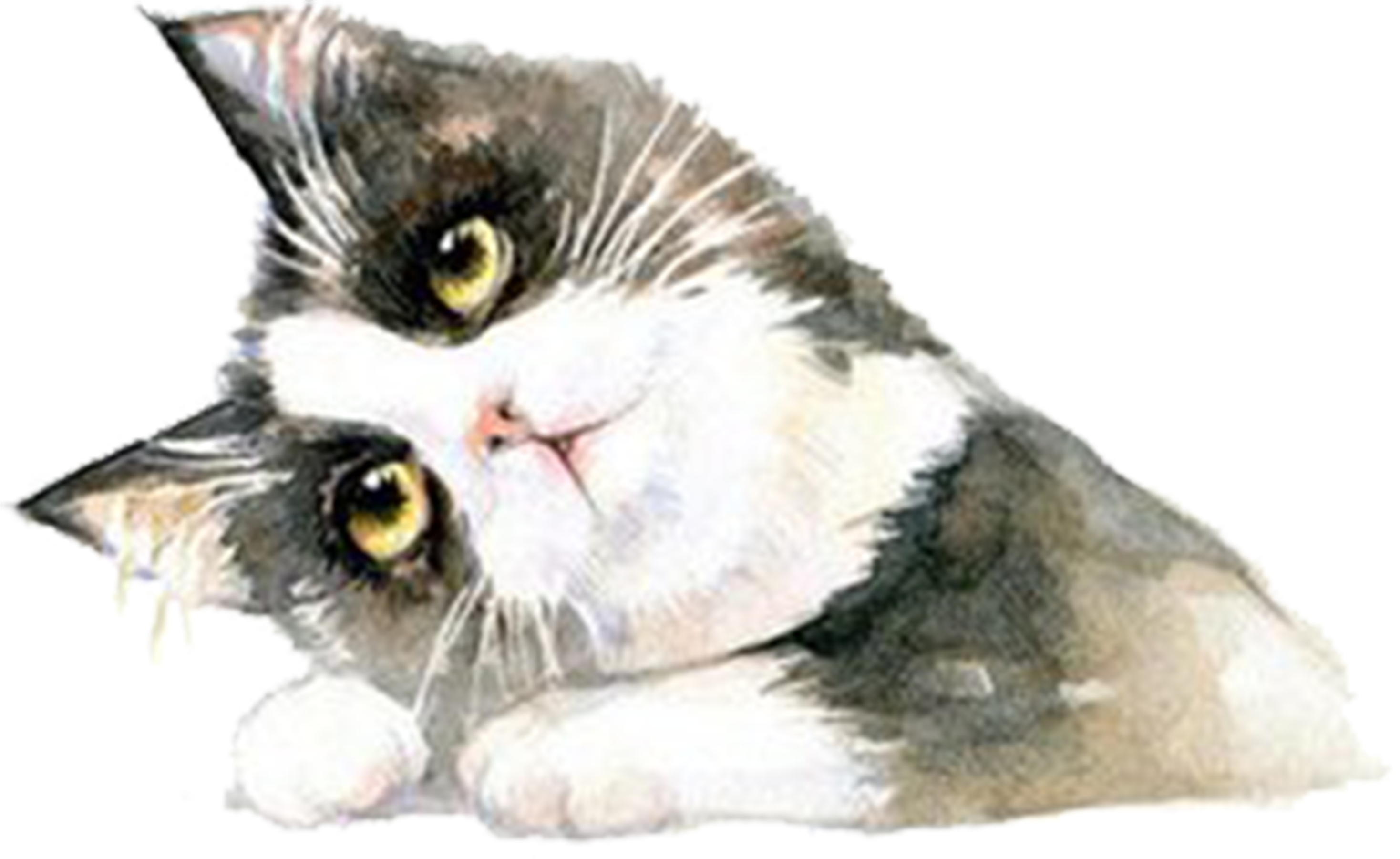 Clip Art Free Stock British Shorthair Ragdoll Hand - Cat (3508x2480), Png Download
