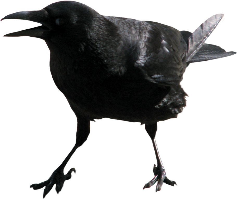 Crow Transparent Png Image - Transparent Crow (947x844), Png Download