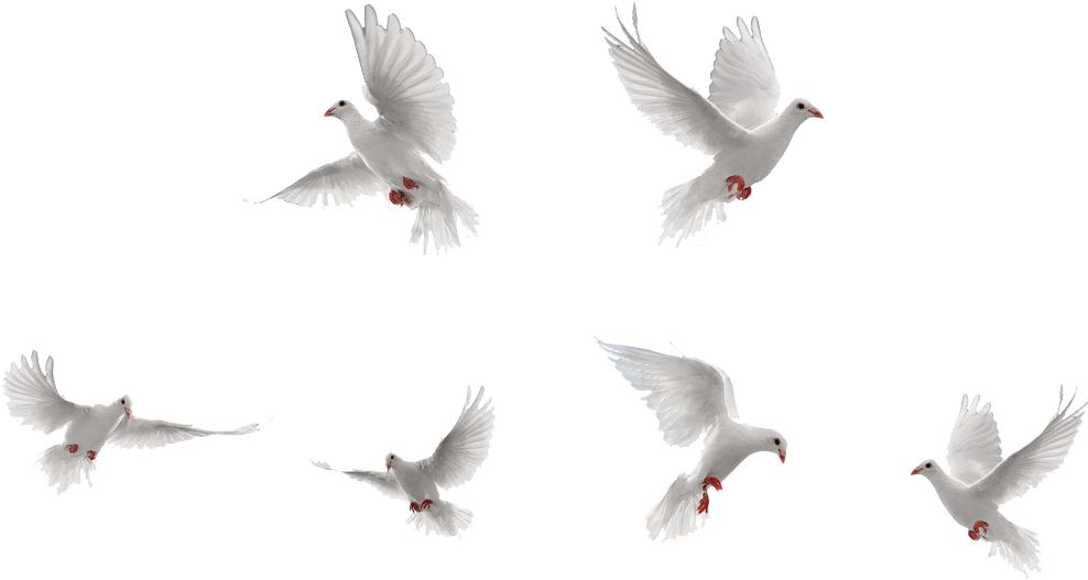 Bird Rock Dove Flight - Dove (1024x646), Png Download