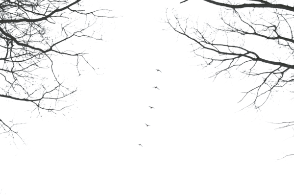 Visit - Cherry Blossom (600x400), Png Download