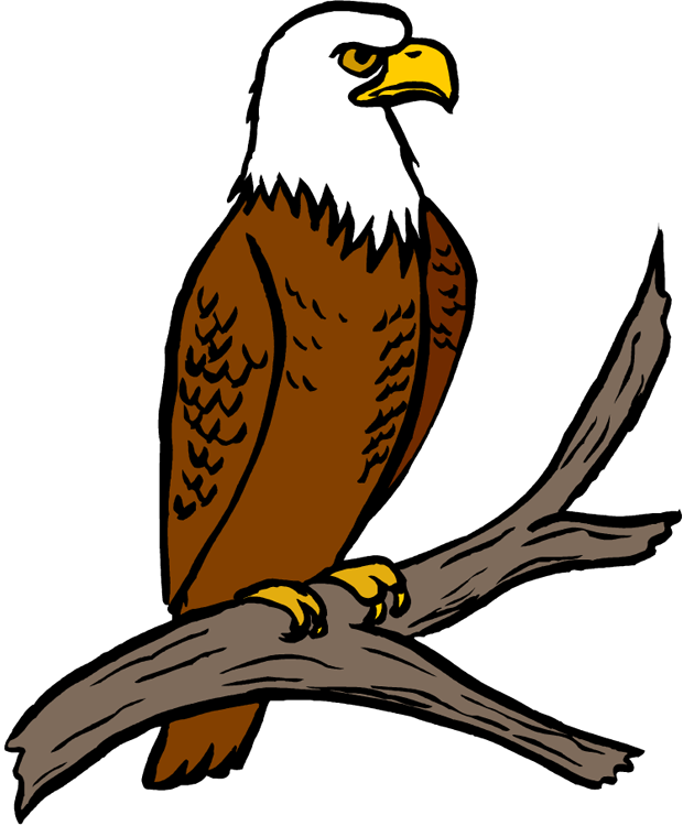 White Tailed Eagle Clipart Simple - Eagle Clipart (620x750), Png Download