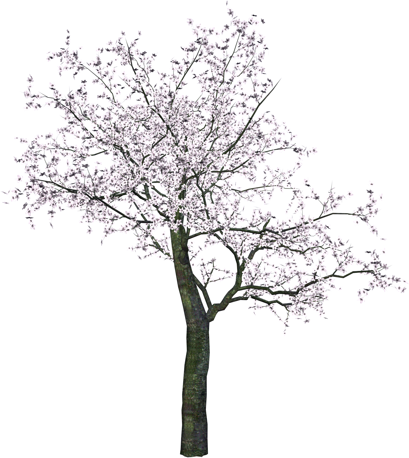 Cherry Tree Png Transparent Image - Cherry Blossom Tree Png (1741x1949), Png Download