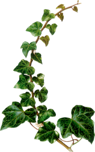 Ivy Drawing Watercolor - Vintage Botanical Illustration Ivy (312x500), Png Download