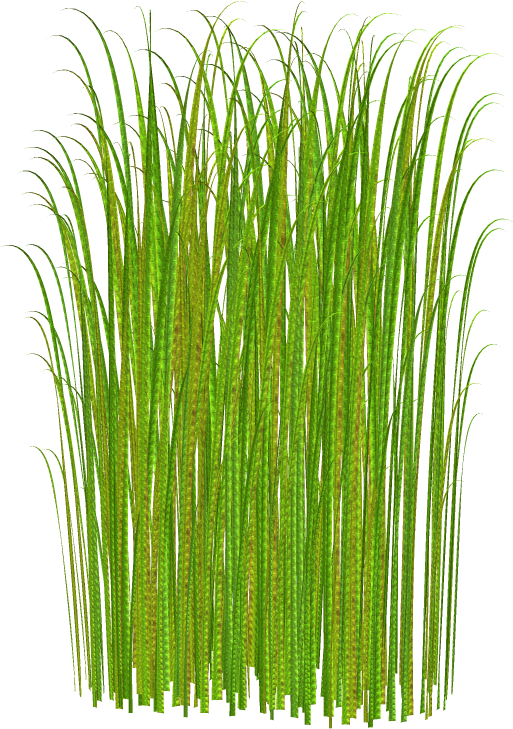Png Grass Clipart Transparent - Tall Grass No Background (900x900), Png Download