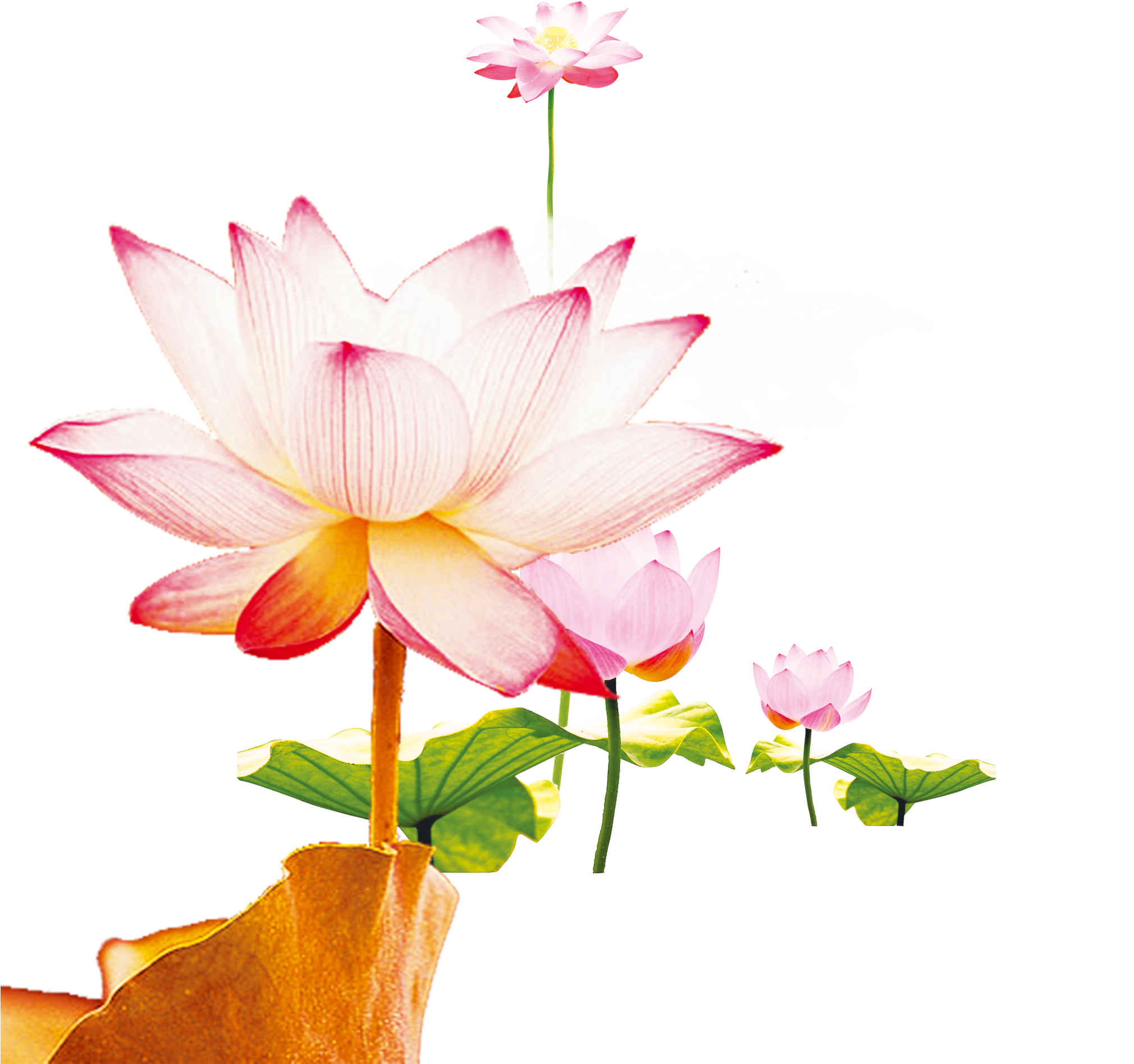 This Graphics Is Wen Hao Fresh Hand Painted Lotus Flower - Sacred Lotus (2200x2204), Png Download