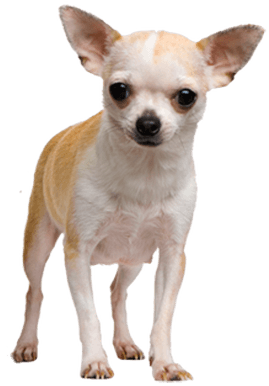Chihuahua Face Dog - Chihuahua Png (400x400), Png Download