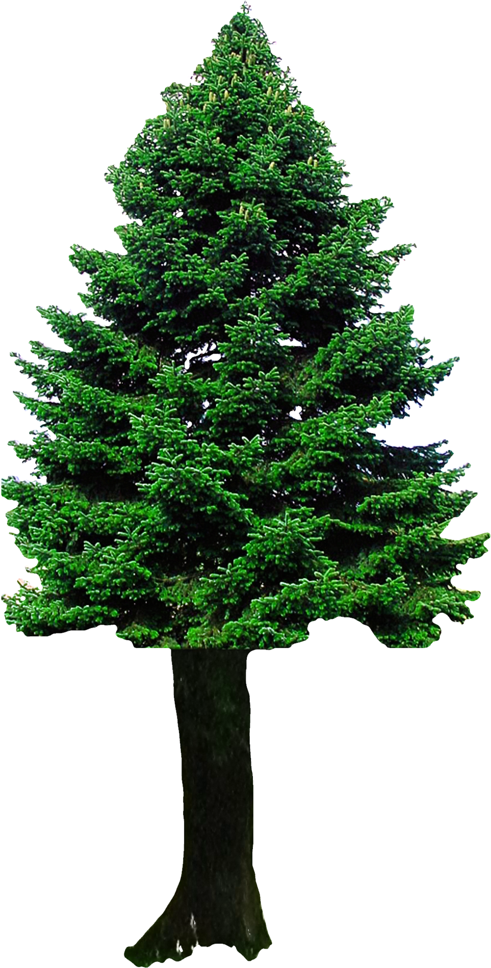Transparent Background Tree Clipart (1100x1942), Png Download