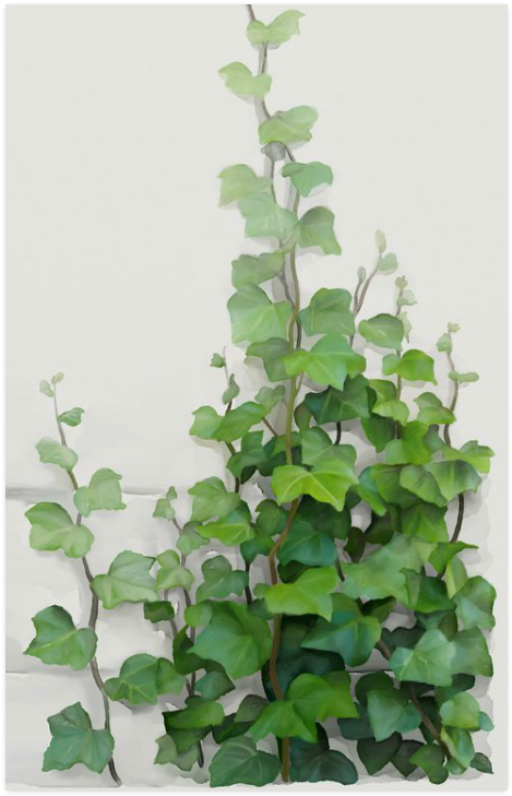 Watercolor Vines, Climbing Plant Zoom Poster 23*36 - Creeper Plants And Paintings (500x500), Png Download