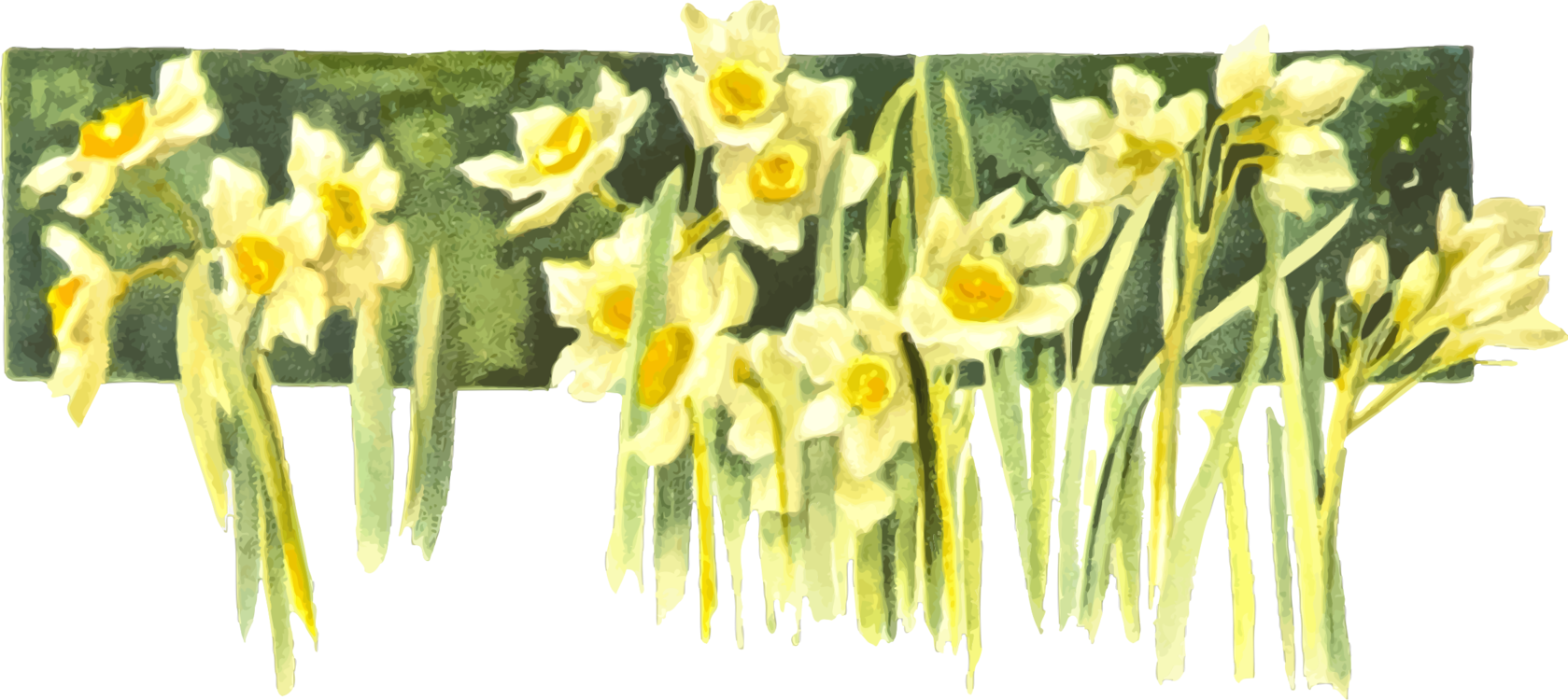 Daffodil Narcissus Drawing Watercolor Painting Book - Narcissus Clip Art (1679x750), Png Download