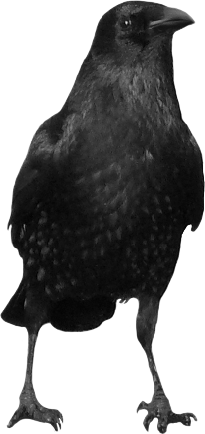 Image The Pinterest Crows - Crow Png (414x875), Png Download