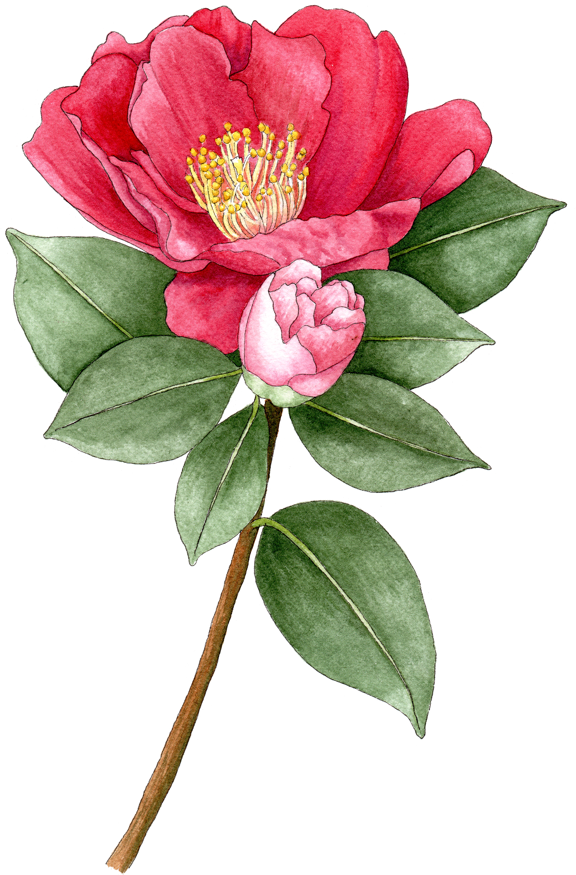 Camellia Sasanqua - Sasanqua Camellia (2000x3047), Png Download