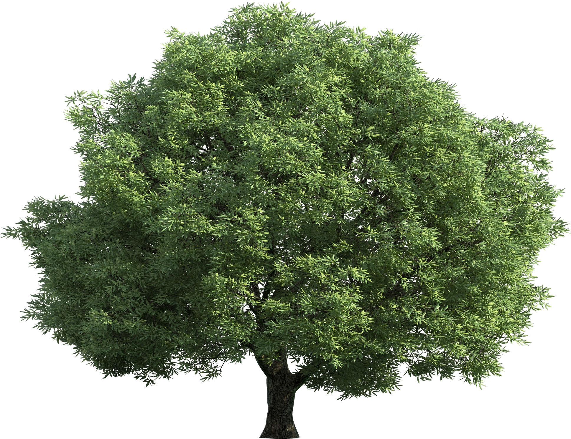 Green Tree Png Clip Art Best Web - Tree Top View Transparent (2000x1533), Png Download