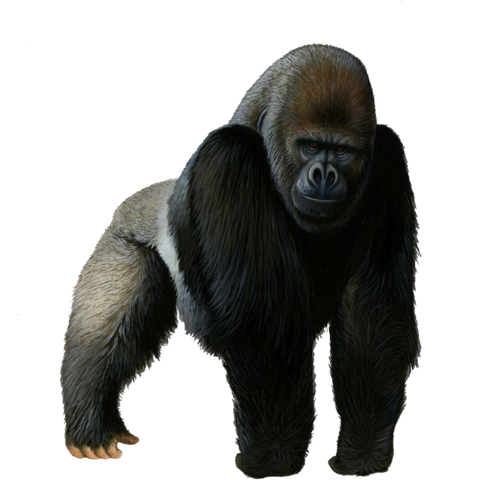 Gorilla Png Photos - Gorilla Png (1024x746), Png Download