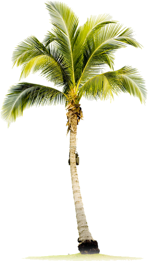 Palmtree-1 - Single Palm Tree (464x571), Png Download
