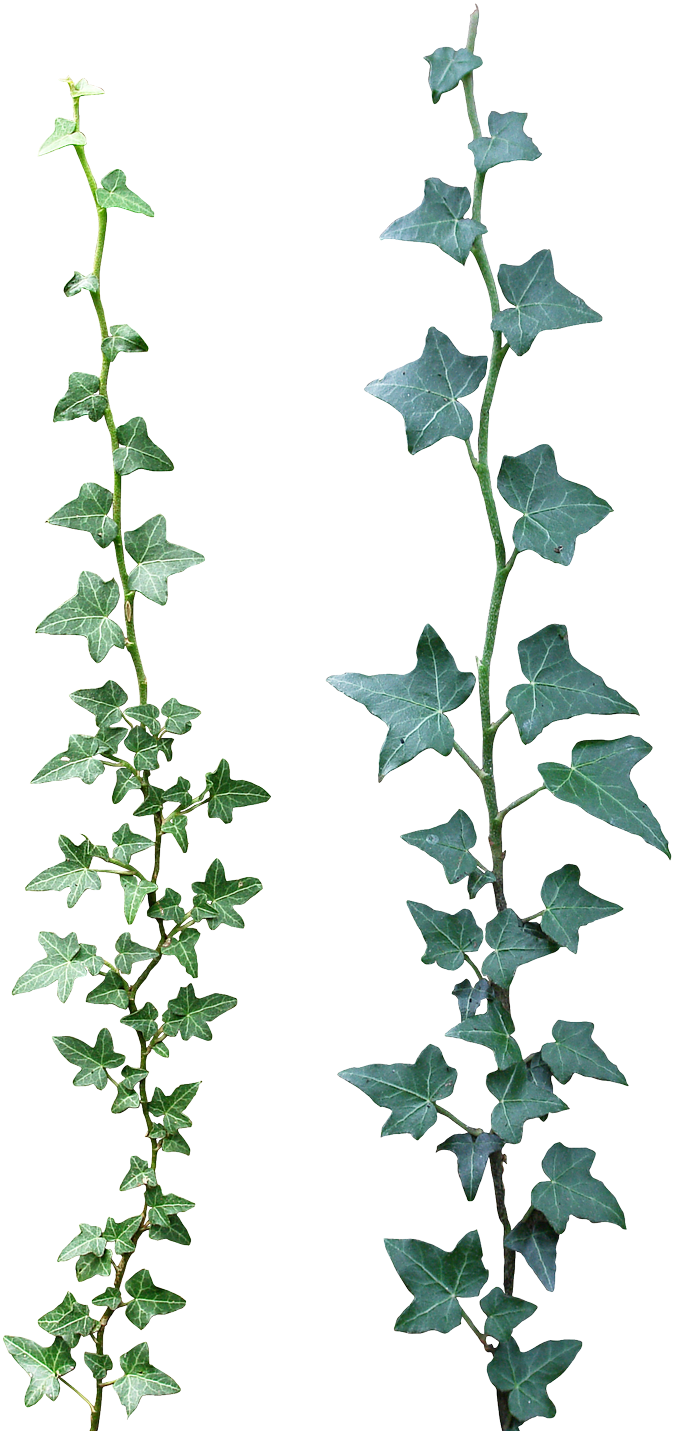 Ivy Drawing Rose - Ivy Png (664x1204), Png Download